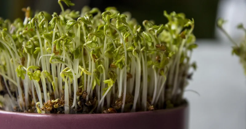 Why green operations break the moment you scale them
