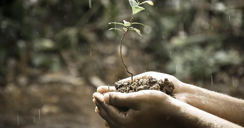 What are the 5 C's of sustainable development, and why they matter here