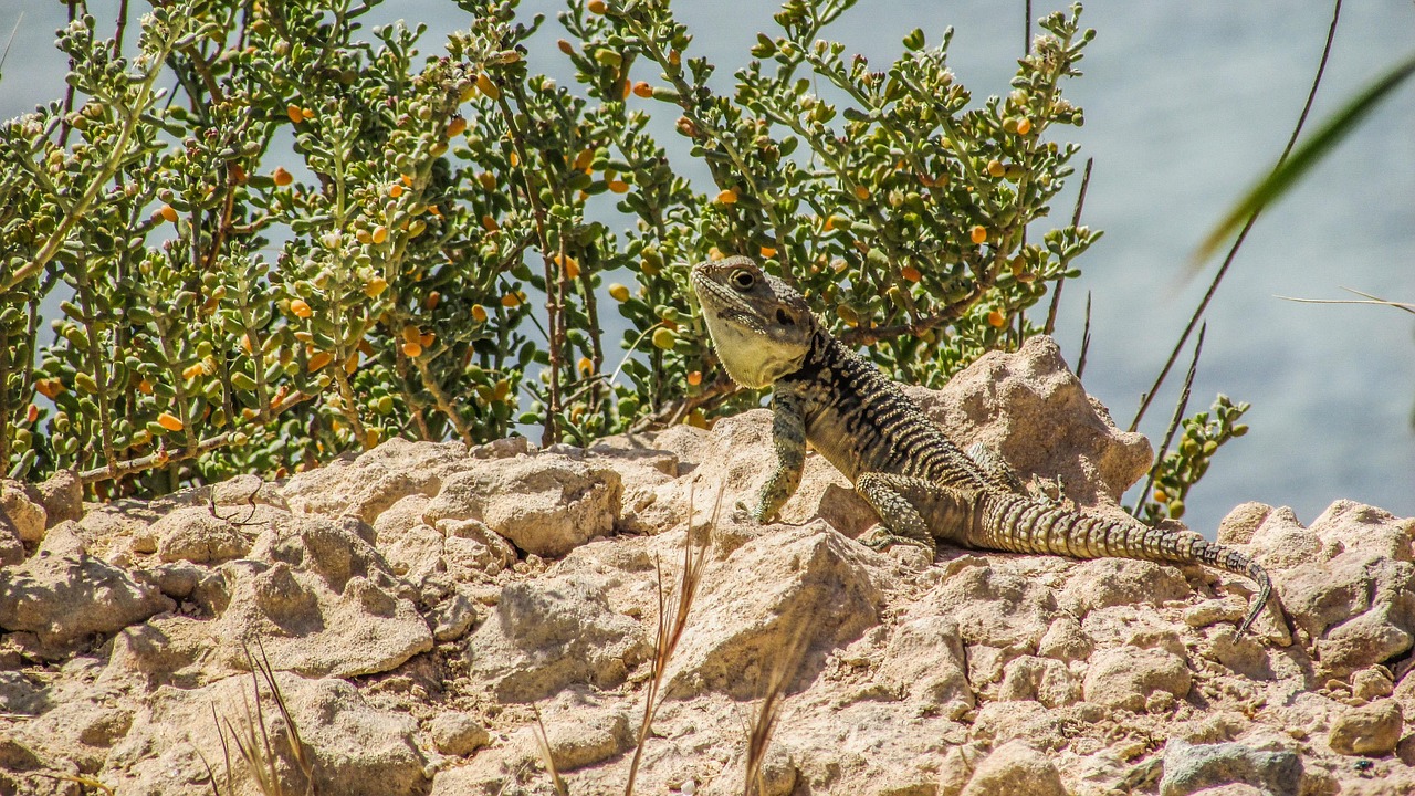 discover the meaning of adaptation, its importance in biology, and how living organisms adjust to changing environments for survival.