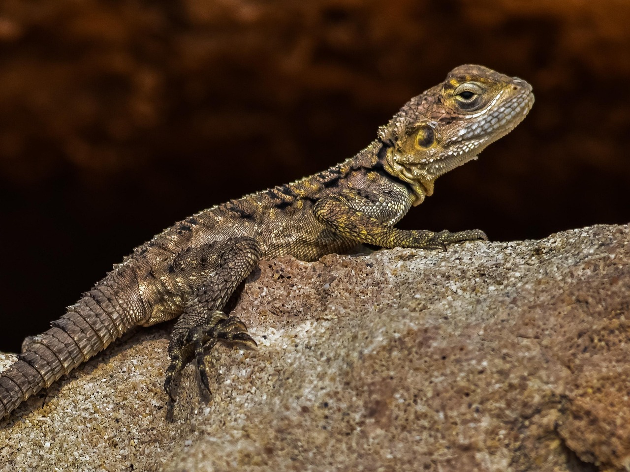 discover the meaning and importance of adaptation across various fields, including biology, literature, and technology. learn how adapting to new environments or situations is crucial for survival and success.